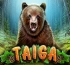 Taiga